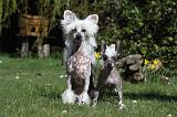 CHIEN NU CHINOIS 105